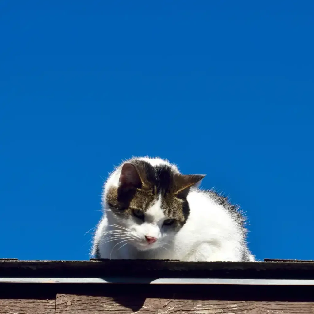 cat-down