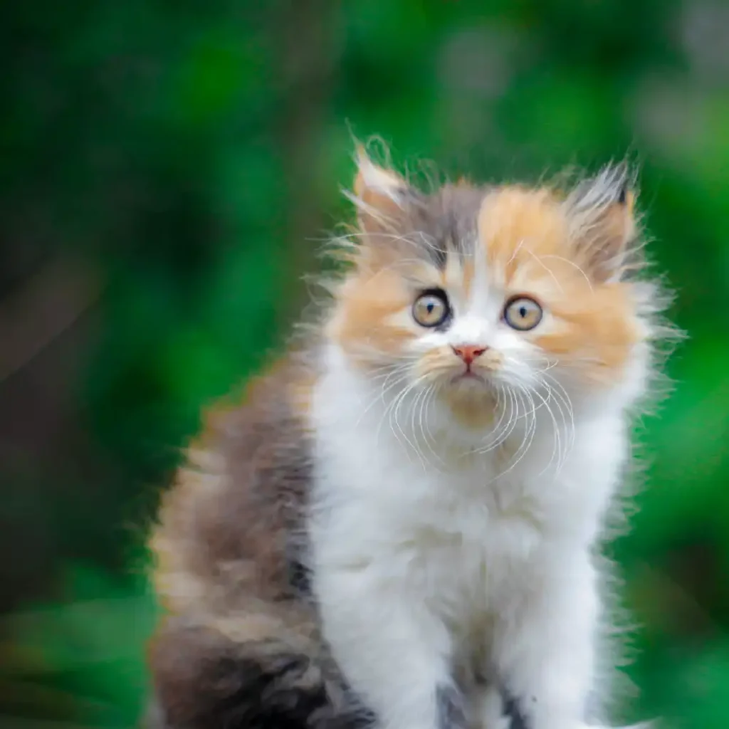 cat-straight--