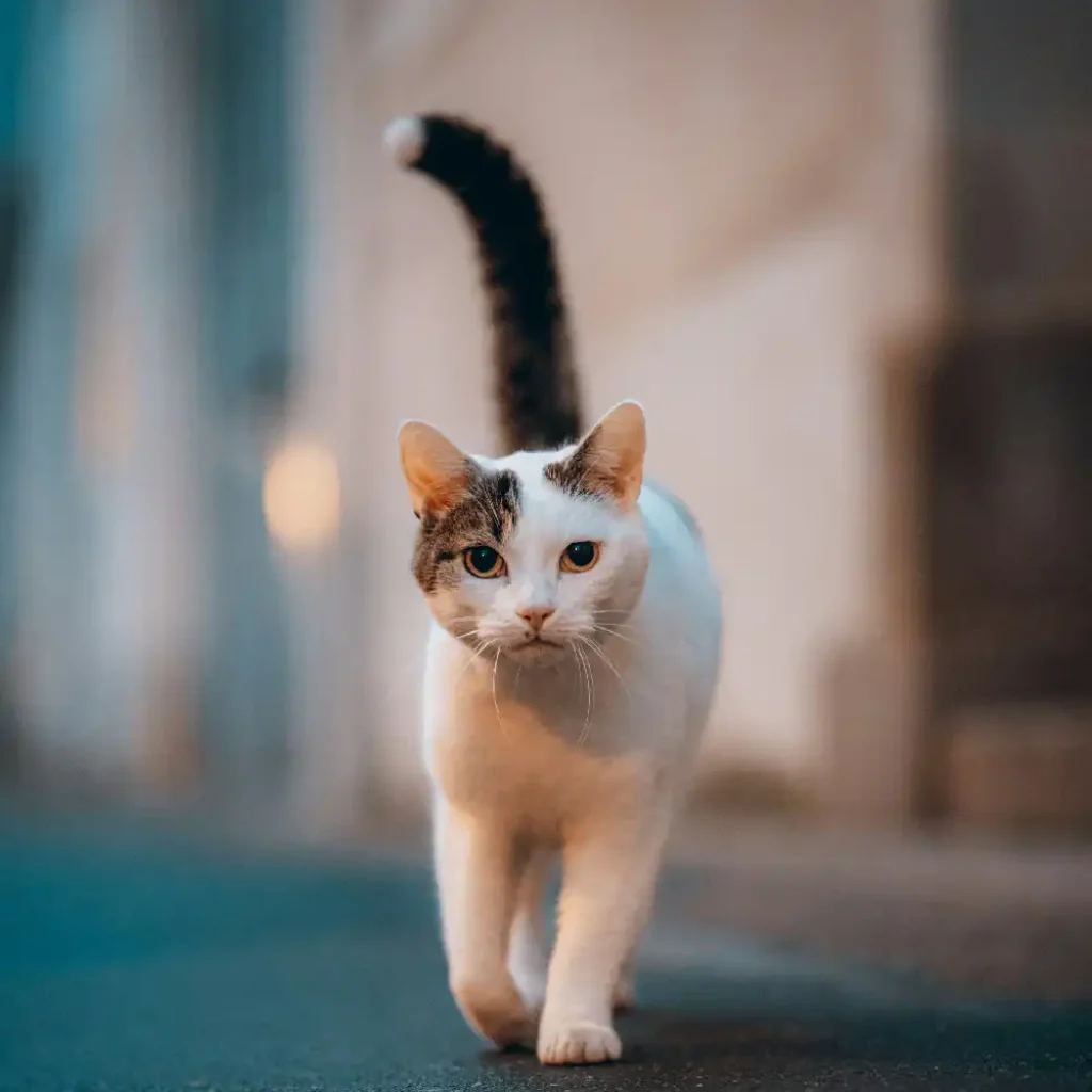 cat-straight---