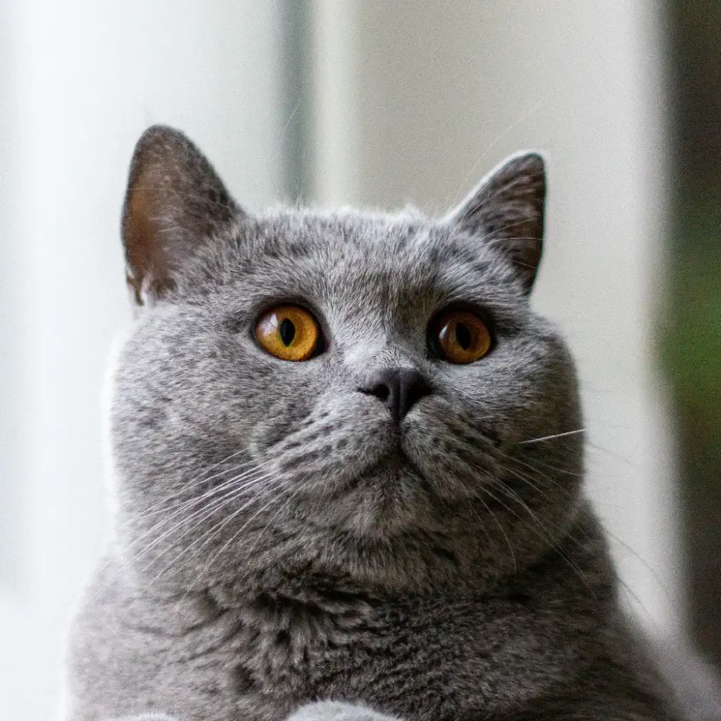 cat-up-
