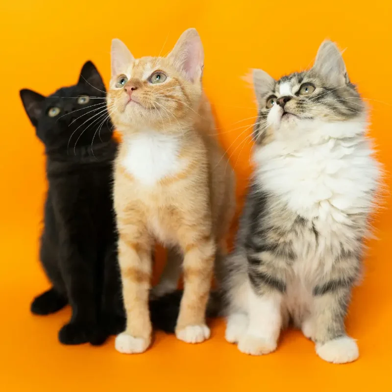 kittens