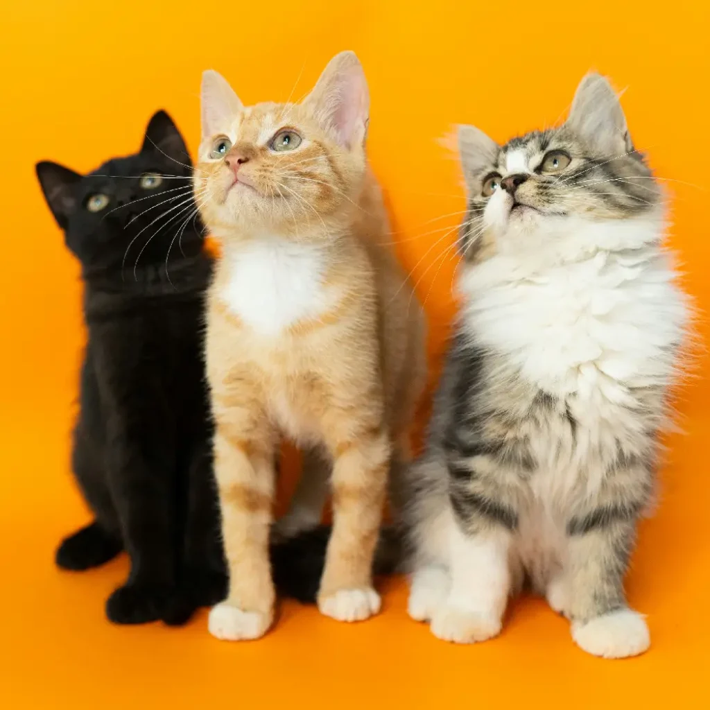 kittens